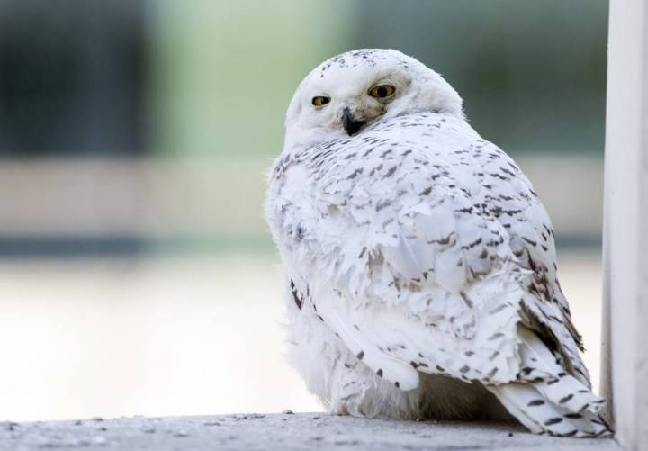Washington_Snowy_Owl-06547-ODFJ